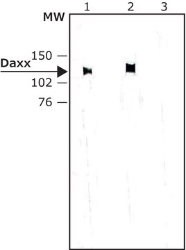 Anti-Daxx antibody produced in rabbit IgG fraction of antiserum, buffered aqueous solution