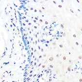 Anti-KLF4 antibody produced in rabbit