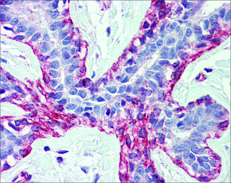 Anti-ACTB affinity isolated antibody