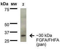 Monoclonal Anti-Protocadherin Gamma (Pan) - Apc antibody produced in mouse clone S159-5, purified immunoglobulin