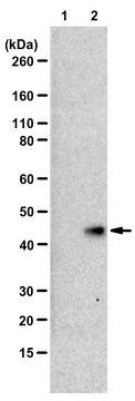 Anti-N1-Phosphohistidine (1-pHis) Antibody, clone SC50-3, ZooMAb&#174; Rabbit Monoclonal recombinant, expressed in HEK 293 cells