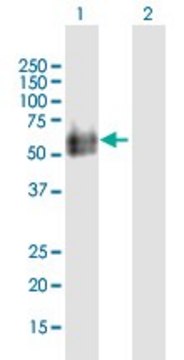 Anti-HYAL2 antibody produced in mouse purified immunoglobulin