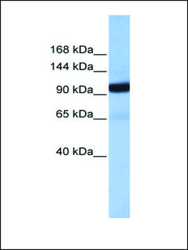 Anti-COPB1 antibody produced in rabbit affinity isolated antibody