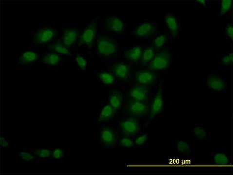 Monoclonal Anti-TRIM33 antibody produced in mouse clone 6F4, purified immunoglobulin, buffered aqueous solution