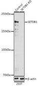 Anti- SETDB1 antibody produced in rabbit