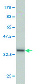 Monoclonal Anti-SEPHS2 antibody produced in mouse clone 2G9, purified immunoglobulin, buffered aqueous solution