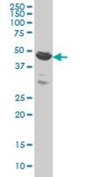 Monoclonal Anti-BTBD1 antibody produced in mouse clone 3E11, purified immunoglobulin, buffered aqueous solution