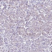 Anti-KPNA4 antibody produced in rabbit Prestige Antibodies® Powered by Atlas Antibodies, affinity isolated antibody, buffered aqueous glycerol solution
