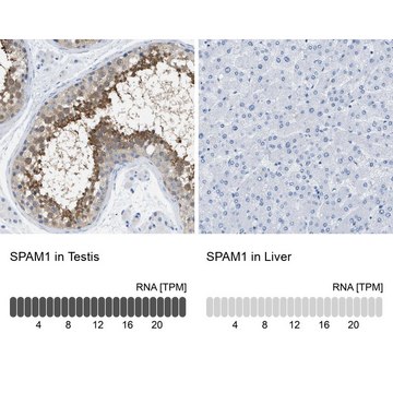 Anti-SPAM1 antibody produced in rabbit Prestige Antibodies&#174; Powered by Atlas Antibodies, affinity isolated antibody, buffered aqueous glycerol solution