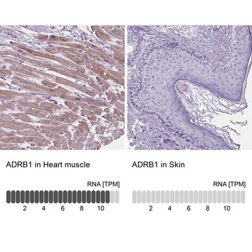 Anti-ADRB1 antibody produced in rabbit Prestige Antibodies&#174; Powered by Atlas Antibodies, affinity isolated antibody, buffered aqueous glycerol solution