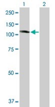 Anti-KIF20A antibody produced in mouse purified immunoglobulin, buffered aqueous solution