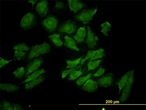 Monoclonal Anti-RAB9A antibody produced in mouse clone 1E12, purified immunoglobulin, buffered aqueous solution