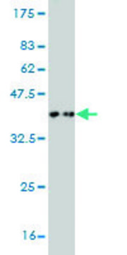 Monoclonal Anti-TAOK3 antibody produced in mouse clone 4C12, purified immunoglobulin, buffered aqueous solution