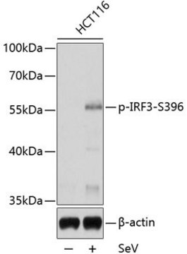 Anti-Phospho-IRF3-S396 antibody produced in rabbit