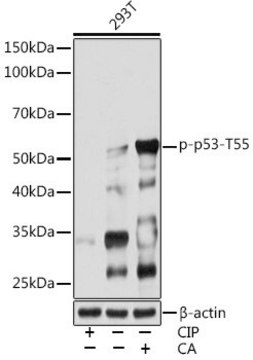 Anti-Phospho-p53-T55 antibody produced in rabbit