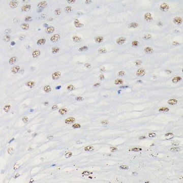 Anti-Phospho-Smad3-S423/S425 antibody produced in rabbit