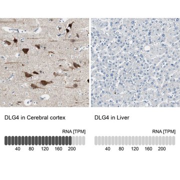 Anti-DLG4 antibody produced in rabbit Prestige Antibodies&#174; Powered by Atlas Antibodies, affinity isolated antibody, buffered aqueous glycerol solution