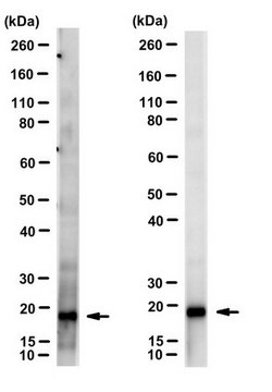 Anti-pan-ARF Antibody, clone 1D9 clone 1D9, from mouse