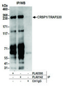 Goat anti-CRSP1/TRAP220 Antibody, Affinity Purified Powered by Bethyl Laboratories, Inc.