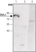 Anti-DVL1 (C-terminal) antibody produced in rabbit ~1.5 mg/mL, affinity isolated antibody, buffered aqueous solution