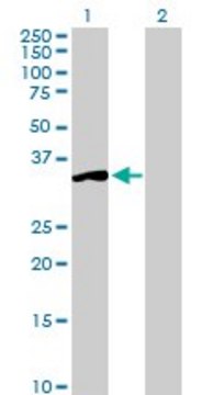 Anti-SGTA antibody produced in rabbit purified immunoglobulin, buffered aqueous solution