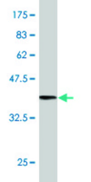 Monoclonal Anti-SYNJ2, (C-terminal) antibody produced in mouse clone 2B11, purified immunoglobulin, buffered aqueous solution