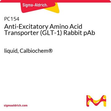 Anti-Excitatory Amino Acid Transporter (GLT-1) Rabbit pAb liquid, Calbiochem&#174;