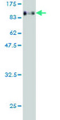 ANTI-EIF4G3 antibody produced in mouse clone 1D7, purified immunoglobulin, buffered aqueous solution
