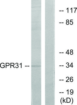 Anti-GPR31 antibody produced in rabbit affinity isolated antibody