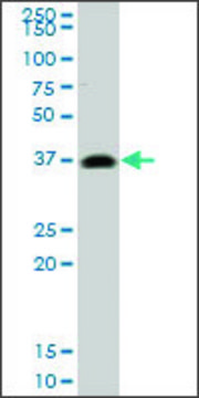 Monoclonal Anti-PRKRA antibody produced in mouse clone 1G12, purified immunoglobulin, buffered aqueous solution