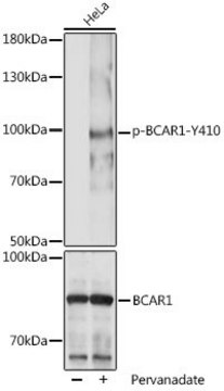 Anti-Phospho-BCAR1-Y410 antibody produced in rabbit