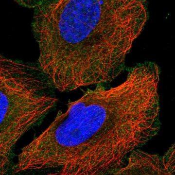 Anti-ANK3 antibody produced in rabbit Prestige Antibodies&#174; Powered by Atlas Antibodies, affinity isolated antibody