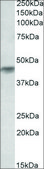Anti-HRH2 antibody produced in goat affinity isolated antibody, buffered aqueous solution