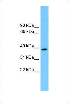 Anti-WNT3 antibody produced in rabbit affinity isolated antibody