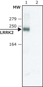 Anti- LRRK2 (C-terminal region) ~1.0&#160;mg/mL, affinity isolated antibody, buffered aqueous solution