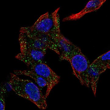 Anti-KAT14 antibody produced in rabbit Prestige Antibodies&#174; Powered by Atlas Antibodies, affinity isolated antibody