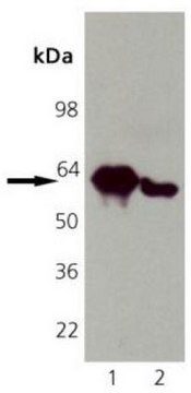 Anti-Calreticulin Mouse mAb (FMC75) liquid, clone FMC75, Calbiochem&#174;