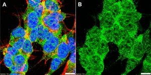 Anti-GPR37 Antibody, clone 1E14 ZooMAb® Rabbit Monoclonal recombinant, expressed in HEK 293 cells