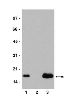 Anti-Histone H2A.Z Antibody serum, Upstate&#174;