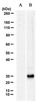 Anti-ARHGAP11B Antibody, clone 3758-A37-5