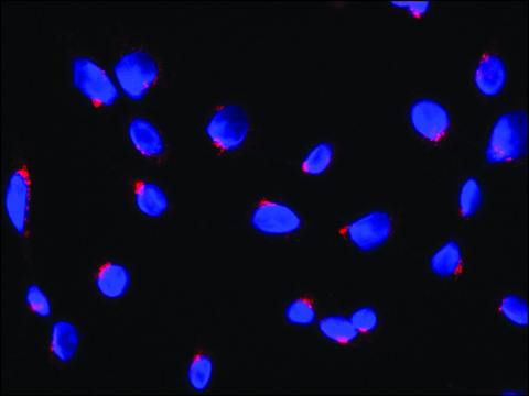 Anti-RER1 antibody produced in rabbit ~1.0&#160;mg/mL, affinity isolated antibody, buffered aqueous solution