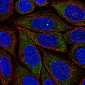 Anti-PRRC2B antibody produced in rabbit Prestige Antibodies&#174; Powered by Atlas Antibodies, affinity isolated antibody