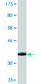 Monoclonal Anti-STAB1 antibody produced in mouse clone 4G9, purified immunoglobulin, buffered aqueous solution