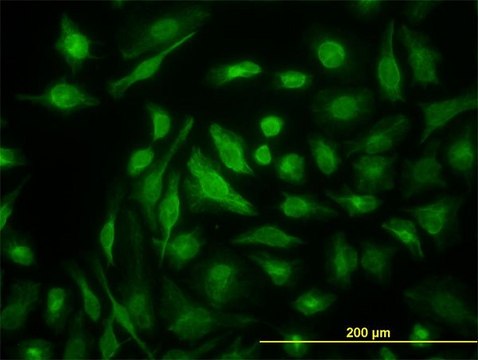 Monoclonal Anti-NME2, (C-terminal) antibody produced in mouse clone 1A9, purified immunoglobulin, buffered aqueous solution