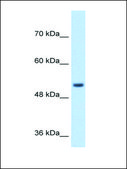 Anti-SPPL2B antibody produced in rabbit affinity isolated antibody