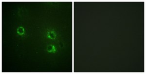 Anti-Synapsin1, antibody produced in rabbit affinity isolated antibody