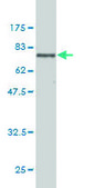 Monoclonal Anti-DNMT2 antibody produced in mouse clone 1E12, purified immunoglobulin, buffered aqueous solution