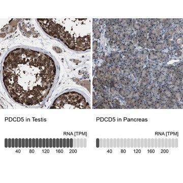 Anti-PDCD5 antibody produced in rabbit Prestige Antibodies&#174; Powered by Atlas Antibodies, affinity isolated antibody, buffered aqueous glycerol solution