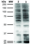 Monoclonal Anti-Hexanoyl-Lysine adduct-Allophycocyanin antibody produced in mouse clone 5D9