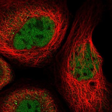 Anti-RUNX1 antibody produced in rabbit Prestige Antibodies&#174; Powered by Atlas Antibodies, affinity isolated antibody